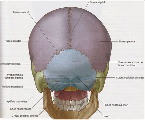 ANATOMÍA: Tejido óseo. EL CRÁNEO. TC, TAC, Rx, RADIOGRAFÍA.