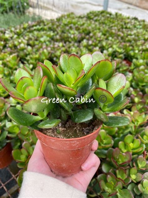 Crassula Ovata Jade Plant Lucky Plant Money Plant 玉树 Cameron Highlands [Potted live plant 盆栽 ...