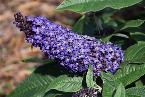 Pugster Blue® Butterfly Bush - Calloway's Nursery