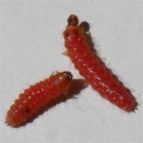 red larvae - BugGuide.Net