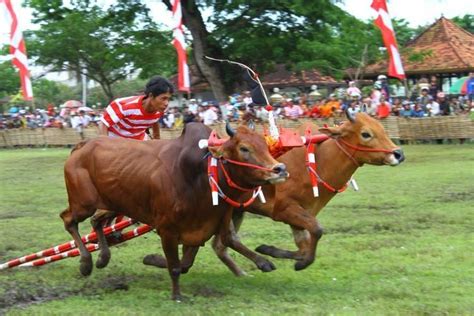 Karapan sapi - Alchetron, The Free Social Encyclopedia