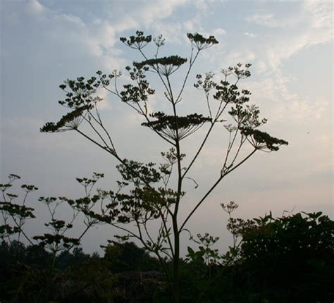 Pastinaca sativa | UMass Amherst Landscape, Nursery & Urban Forestry ...