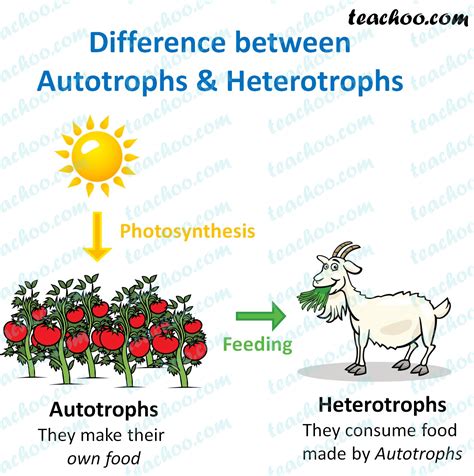 Difference between Autotrophic and Heterotrophic modes of nutrition