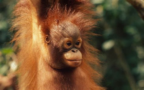 Where Do Orangutans Live? And Nine Other Orangutan Facts | Stories | WWF