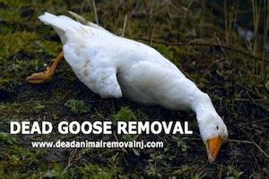 Dead Geese Removal NJ: Dead Animal Removal in New Jersey ...