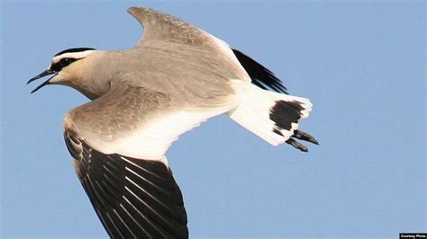 Central Asia/Russia: Endangered Bird Making Comeback