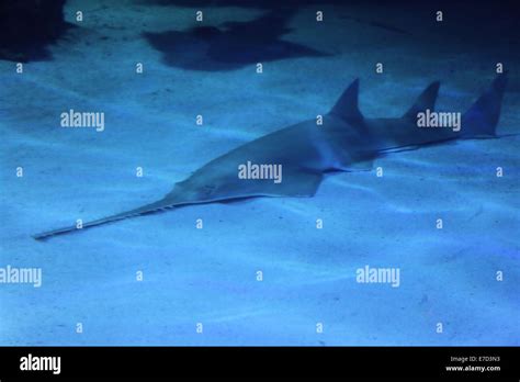 Sawtooth shark hi-res stock photography and images - Alamy