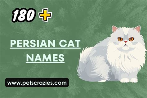 180+ Persian Cat Names - Funny And Cute Ideas