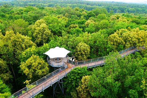 National Park Hainich - out and about on the canopy path