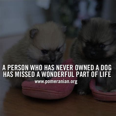 Pomeranian Dog Meme | Pomeranian dog, Cute pomeranian, Dog memes