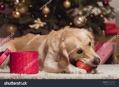 Cute Golden Retriever Dog Playing Ball Stock Photo 715103092 | Shutterstock