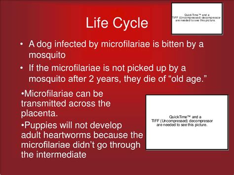 PPT - Dirofilaria immitis PowerPoint Presentation, free download - ID ...