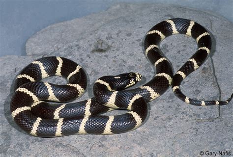 Black And Yellow Banded Snake | www.pixshark.com - Images Galleries ...