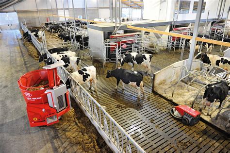 Use Efficient Barn Designs to Succeed with Robotic Milking Systems