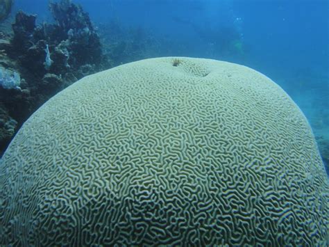 100% Coral Bleaching as Florida Sea Temperatures Rise Over 100 Fahrenheit | Reef Builders | The ...