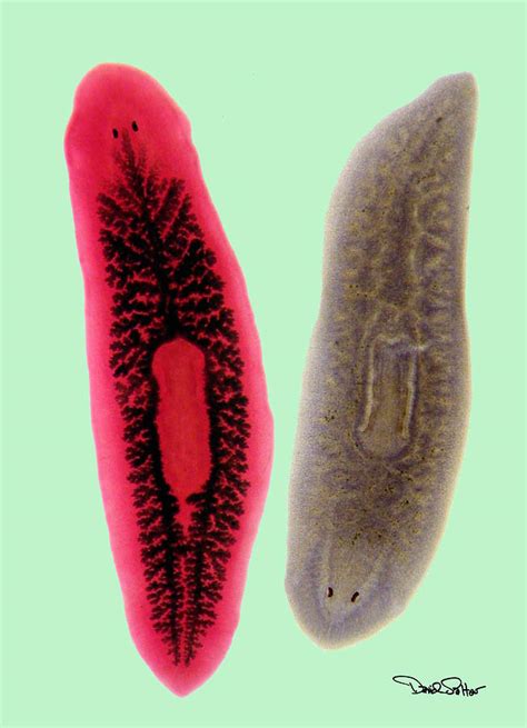 Planaria Photograph by David Salter