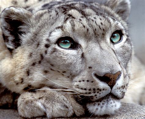 Snow leopard | San Diego Zoo Wildlife Explorers