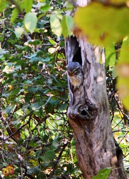 Stock Pictures: Owls camouflaged