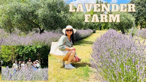 Lavender Farm Adventures #lavender #lavenderfarm #lavandula - YouTube