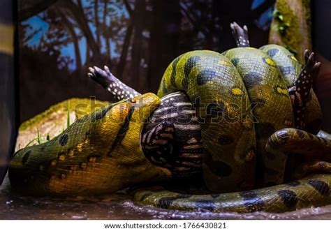 Closeup Python Eating Pig Stock Photo 1766430821 | Shutterstock