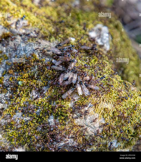 Flying ants nest hi-res stock photography and images - Alamy