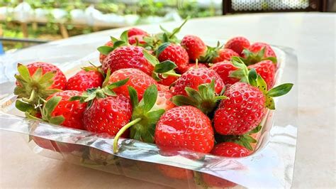 Cameron Highlands Strawberry Farms - Full Guide 2024