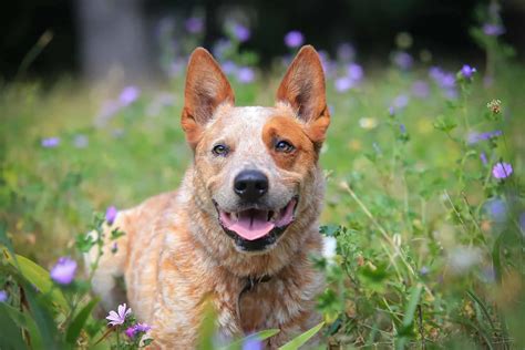 Red Heeler Vs Blue Heeler: Are They The Same Dog Breed?