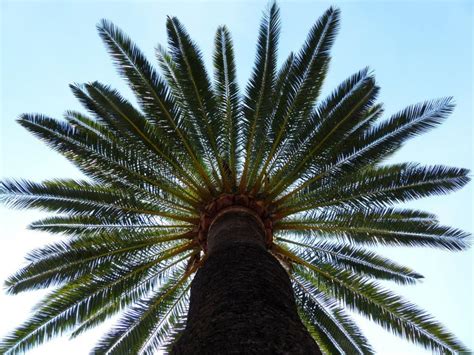 Cuidados de la Palmera canaria