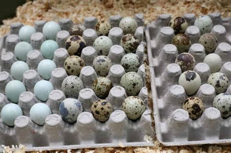 10 Tips on Hatching Quail Eggs – Beginner’s Guide