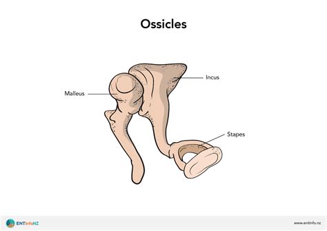 Structure and function of the ear - ENT Info