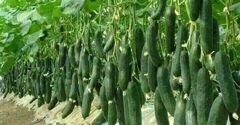 How To Plant Cucumbers In Soil – SC Garden Guru