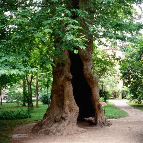 Plane Tree Facts – What’s The History Of The London Plane Tree