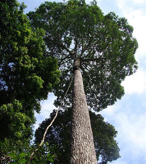 An Amazon Leader on the Frontier – National Geographic Blog