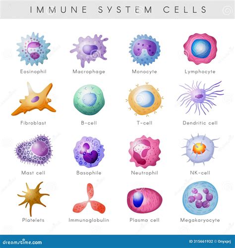 Monocyte To Macrophage. Circulating Monocyte Cell. Vector Illustration ...