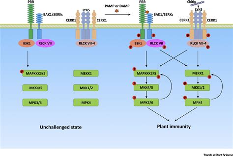 RLCKs Bridge Plant Immune Receptors and MAPK Cascades: Trends in Plant ...