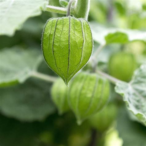 Cape Gooseberry Seeds - Physalis Peruviana Seed