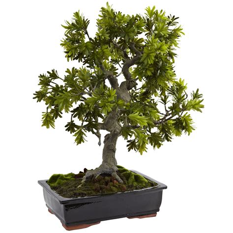 Giant Podocarpus w/Mossed Bonsai Planter - Walmart.com