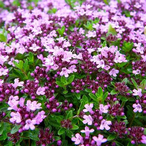 Heirloom Creeping Thyme Seeds | Terroir Seeds