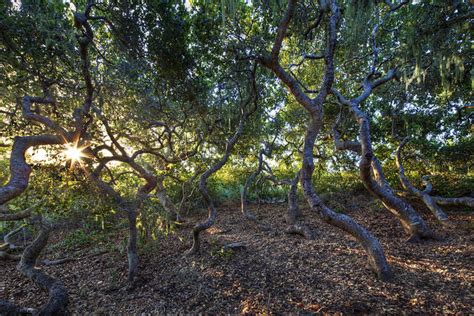 Elfin Forest natural area on Morro Bay turns 20 this Saturday | KCBX