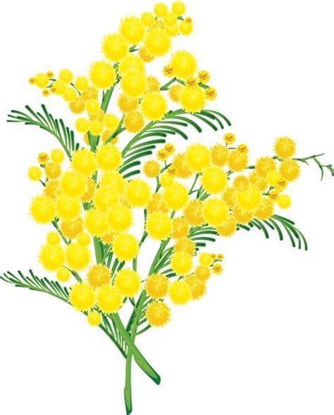 Image result for wattle flower stencil | Flower drawing, Flower ...