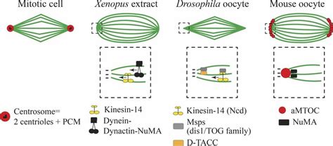 Spindle pole formation and final spindle shape. Top rows show spindle... | Download Scientific ...