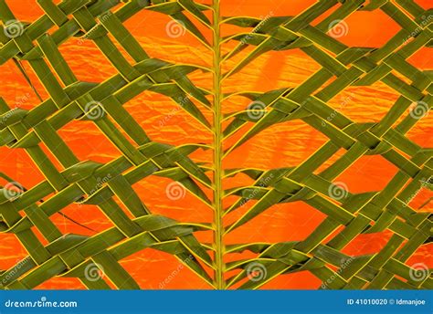 Coconut leaf weaving stock photo. Image of rows, nature - 41010020