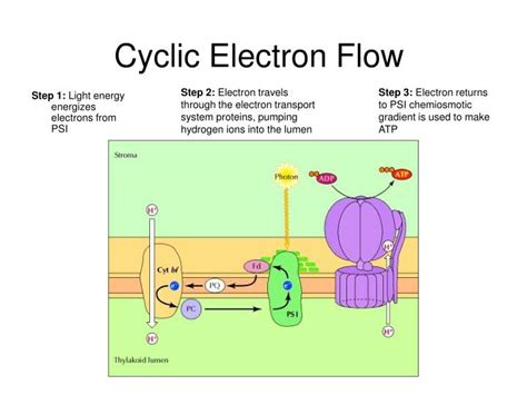 Cyclic And Non Cyclic Electron Transport