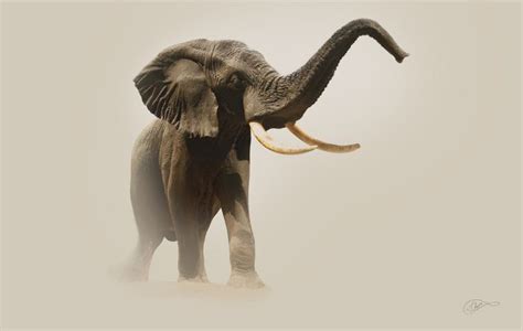 Sound the trumpet | Elephant pictures, Wildlife, Elephant