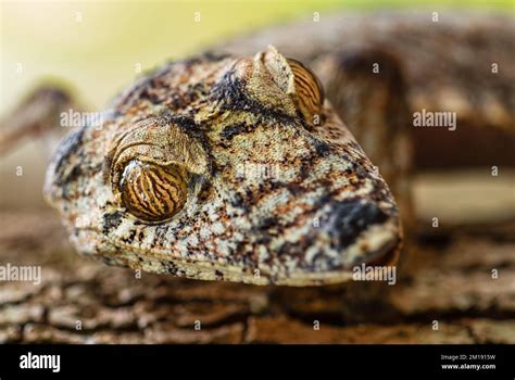 Giant Leaf-tail Gecko - Uroplatus fimbriatus, Madagascar rain forest ...