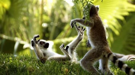 Are Lemurs Ghosts, Monkeys Or Just Strange Creatures? | Animals, Weird ...