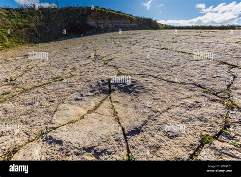 Dorset dinosaur hi-res stock photography and images - Alamy