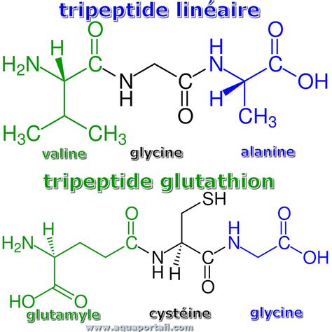 Tripeptide Structure - buickcafe.com