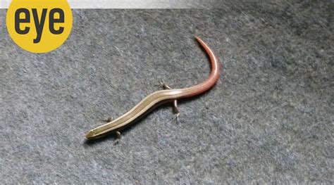 Why lizard’s cousin, the commonly found skinks, are difficult to spot | Eye News - The Indian ...