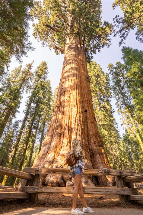 A Quick Guide to Sequoia & Kings Canyon National Park - The Road Les ...